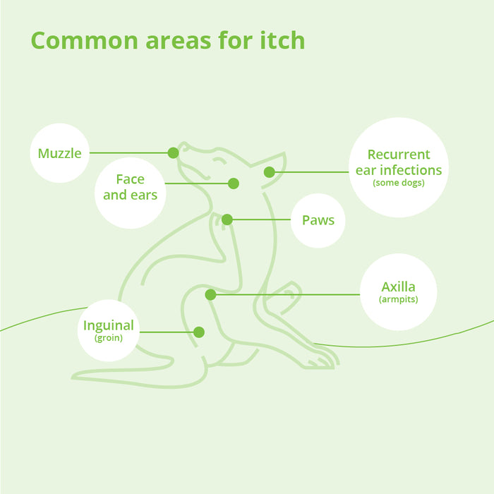 DermAllay Oatmeal Spray Conditioner – Anti-Itch, Leave-On Skin Relief for Dogs, Cats & Horses