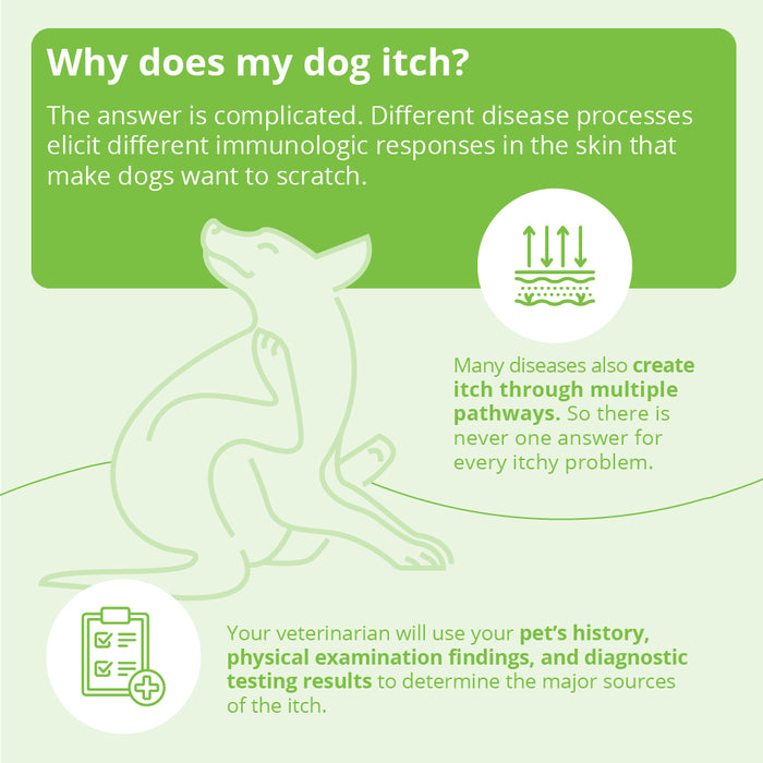 DermAllay Oatmeal Spray Conditioner – Anti-Itch, Leave-On Skin Relief for Dogs, Cats & Horses