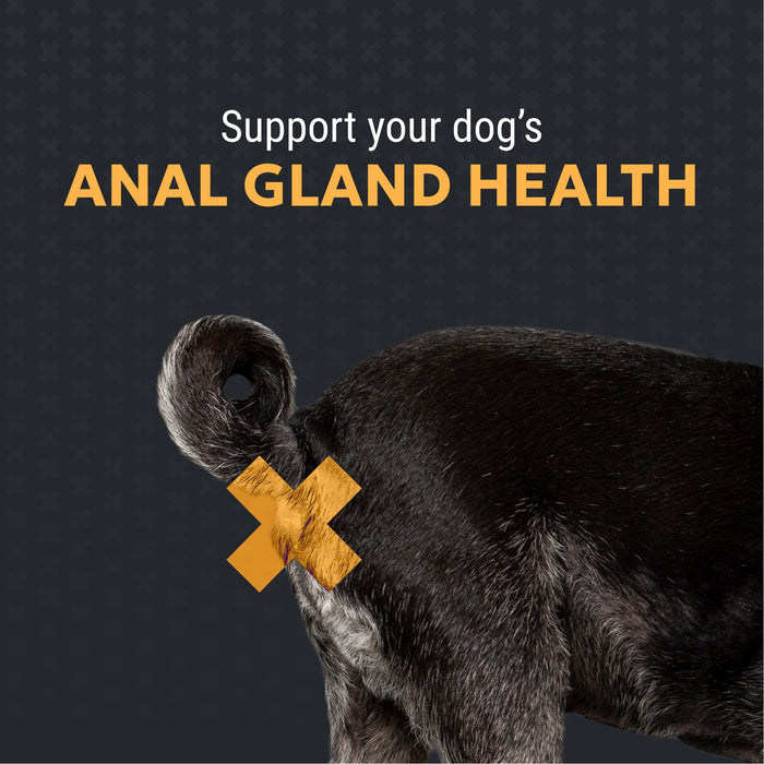 Nutramax Filaquin Anal Gland Supplement for Dogs, From the Makers of Proviable, with a Fiber Blend, Prebiotics, and Postbiotics for Digestive Health Support, 90 Count Soft Chews Size 90