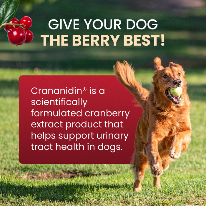 Nutramax Crananidin - Cranberry Extract Urinary Tract Health Supplement for Dogs, 75 Chewable Tablets