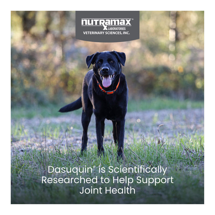 Nutramax Dasuquin for Dogs, Joint Health Supplement, Glucosamine, Chondroitin, ASU and More, Soft Chews