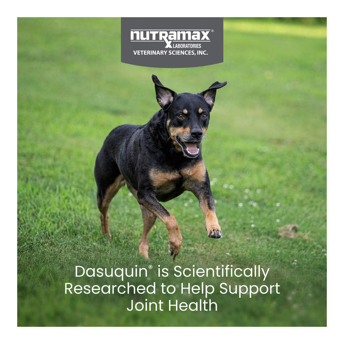 Nutramax Dasuquin for Dogs, Joint Health Supplement, Glucosamine, Chondroitin, ASU and More, Soft Chews
