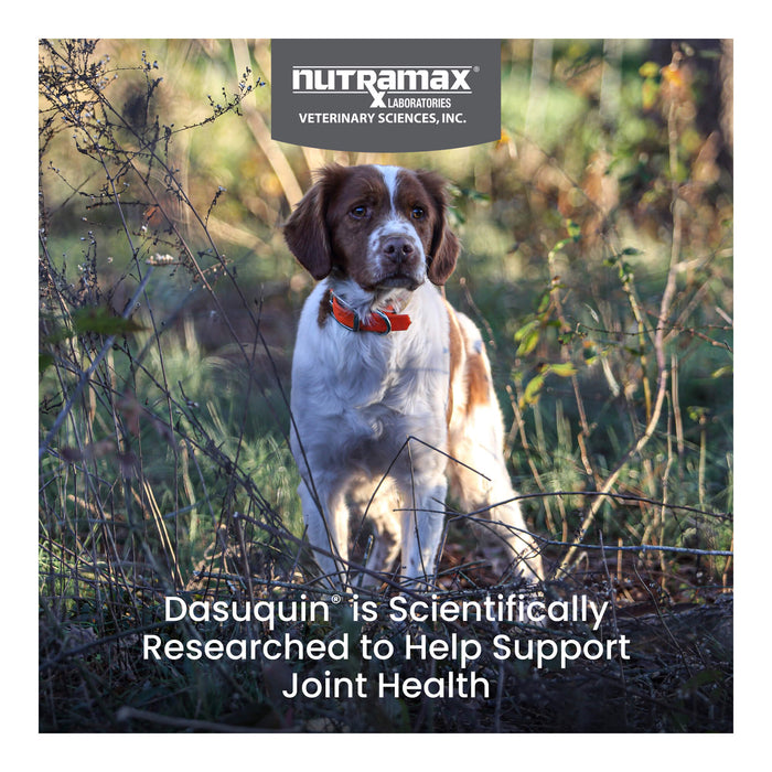 Nutramax Dasuquin Joint Supplement for Dogs (with Glucosamine, Plus Chondroitin, ASU, MSM & More)