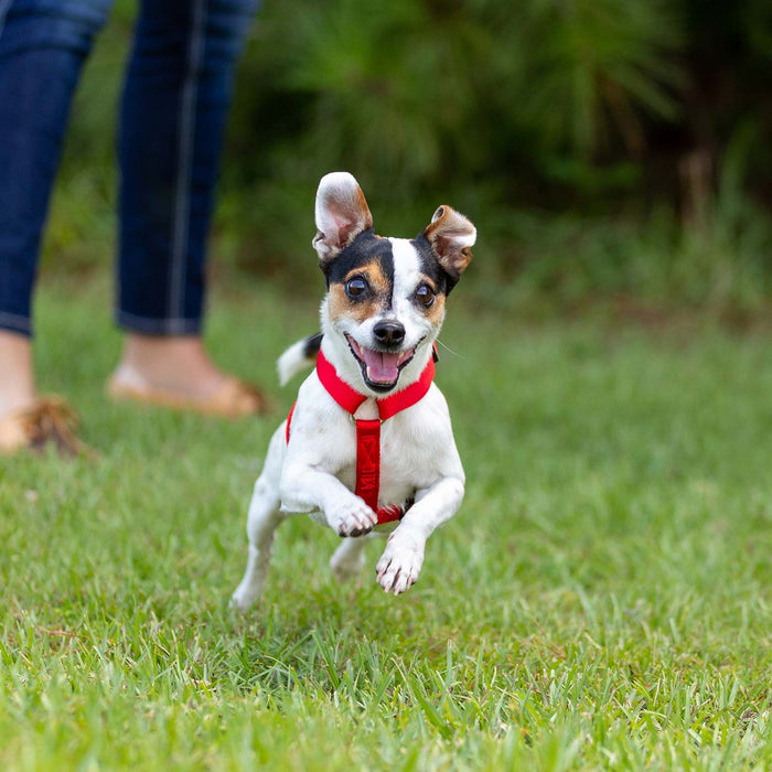 Jeffers Adjustable Nylon Dog Harness