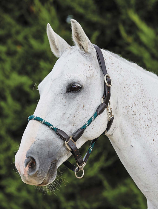 Kincade Leather and Rope Halter