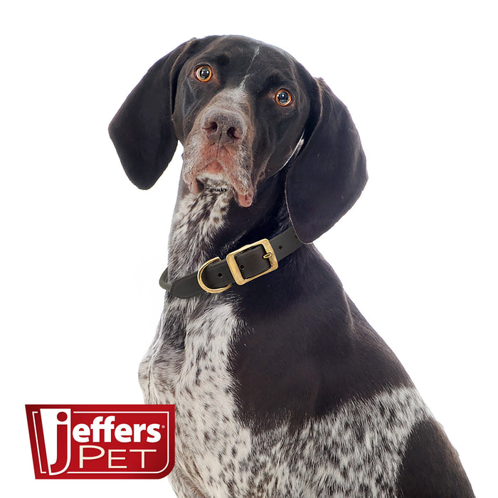 Jeffers Rolled Leather Dog Collars with Brass Hardware