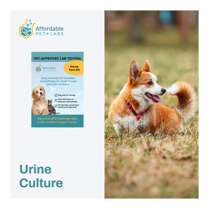 Affordable Pet Labs Urine Culture For Dogs Easy Home Kit  