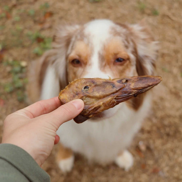 All-Natural Duck Head Dog Chews – High Protein, Single Ingredient, Made in USA