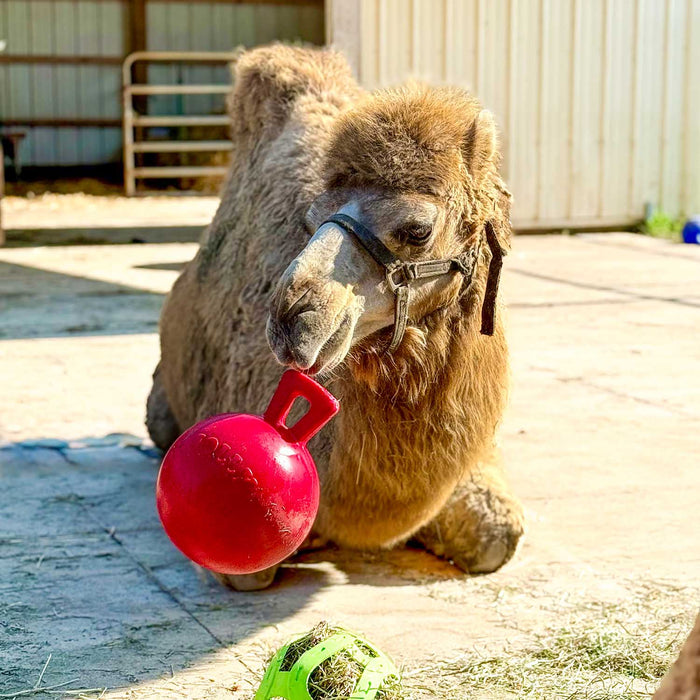 Jolly Ball 10" Horse Toy – Durable, Chew-Resistant Equine Enrichment Ball for Outdoor Fun
