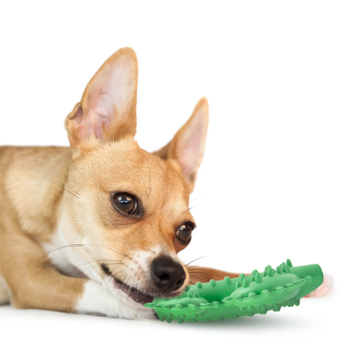 Jeffers Cactus Natural Rubber Dental Chew Toy for Dogs for Healthy Chewing Habits