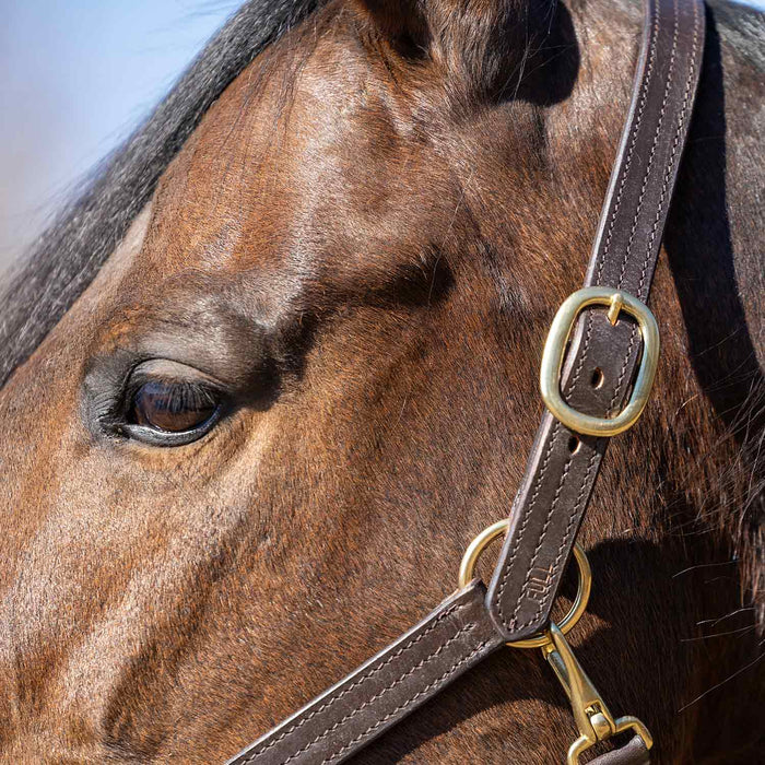 Jeffers Versailles Triple Stitched Adjustable Leather Halter for Horses, Havana