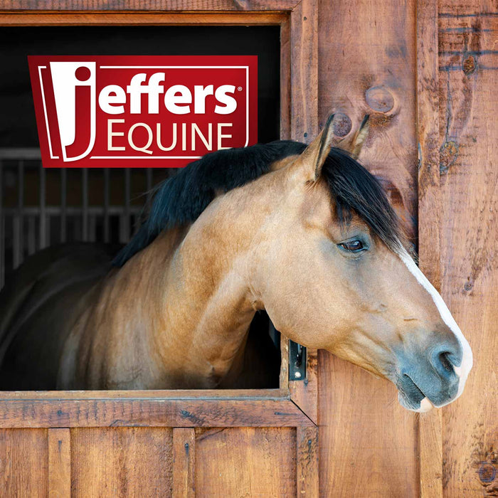 Jeffers Paris Padded Leather Horse Halter with Throat Snap – Adjustable Black Premium Triple Stitching