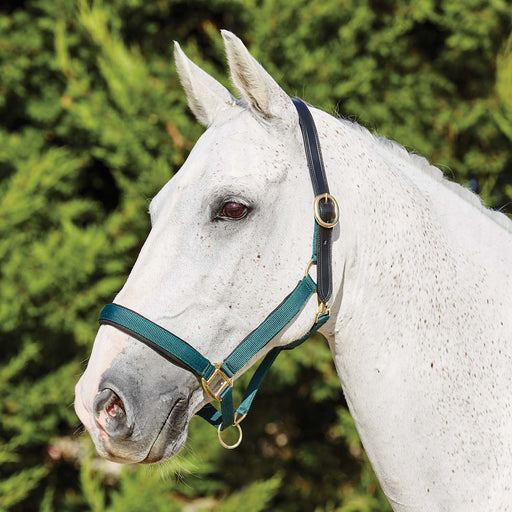 Deluxe Padded Nylon Breakaway Halter Color: Hunter Green Size: Cob Size Cob