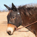 Quiet Ride Fly Mask with Mule Ears, Black, Draft Color Black