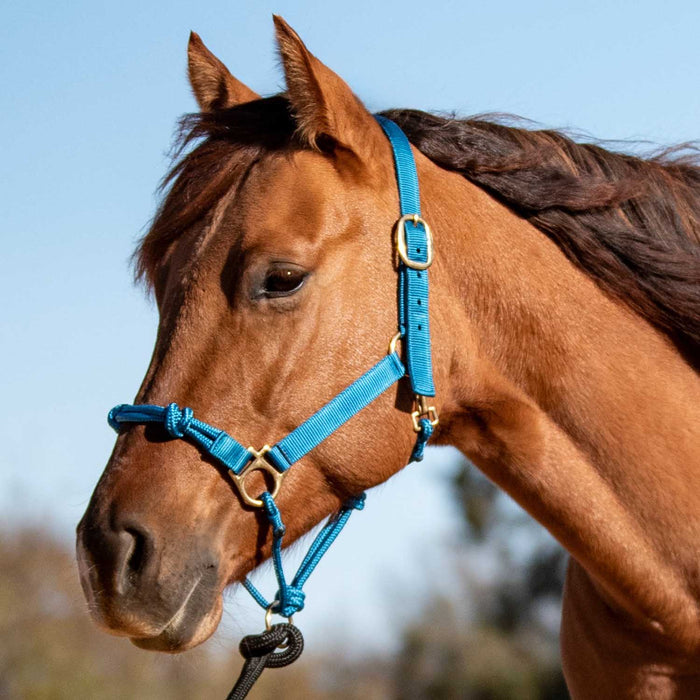 Cashel Nylon and Rope Halter Color Turquoise