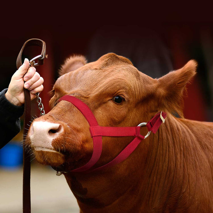 Jeffers Nylon Cow Halter