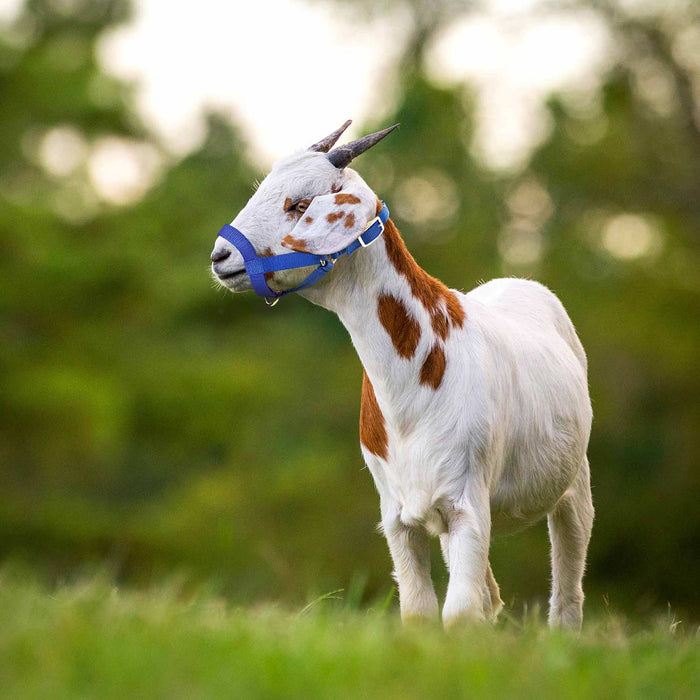 Jeffers Goat Halter