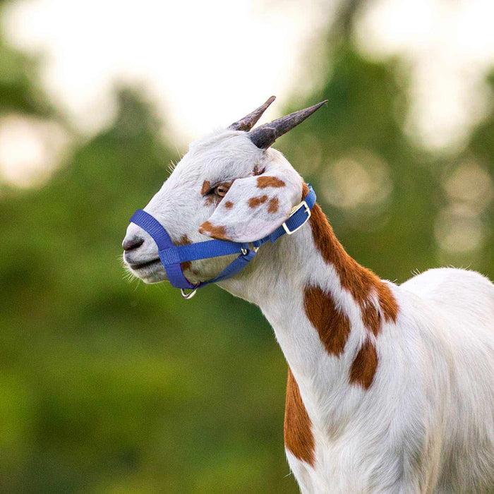 Jeffers Goat Halter