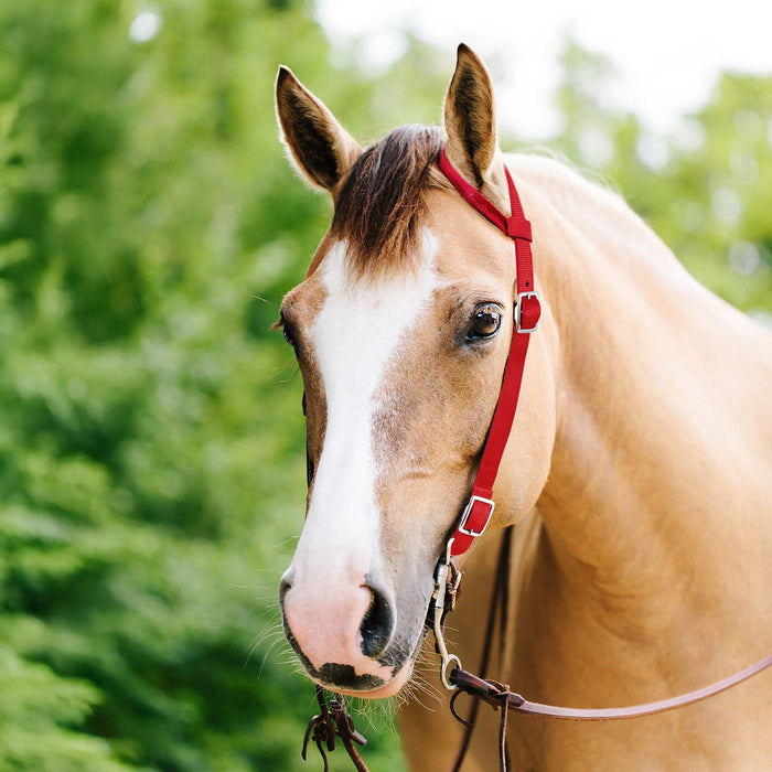 Jeffers Nylon One-Ear Western Horse Headstall