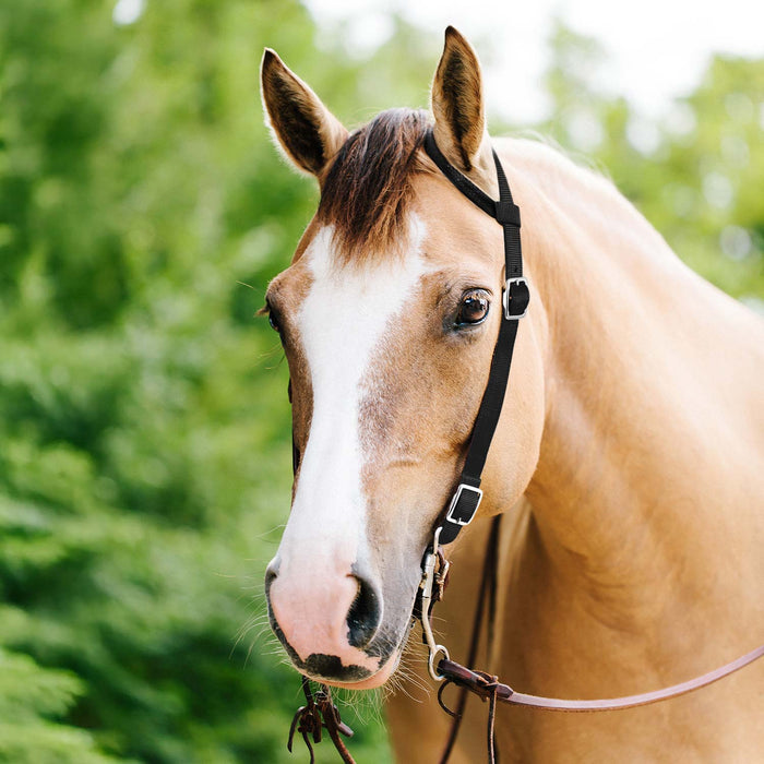 Jeffers Nylon One-Ear Western Horse Headstall