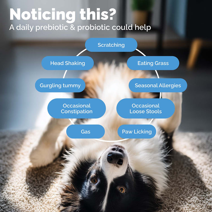 Glandex Daily Prebiotic & Probiotic Soft Chews for Dogs, Bacon Flavor