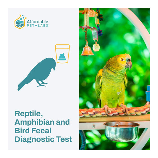 Affordable Pet Labs - Reptile, Amphibian & Bird Fecal Diagnostic Test, Easy Home Kit - AF21R - Kit - 1
