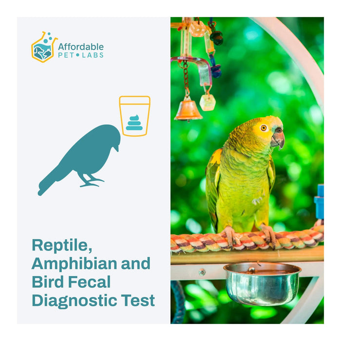 Affordable Pet Labs - Reptile, Amphibian & Bird Fecal Diagnostic Test, Easy Home Kit - AF21R - Kit - 1