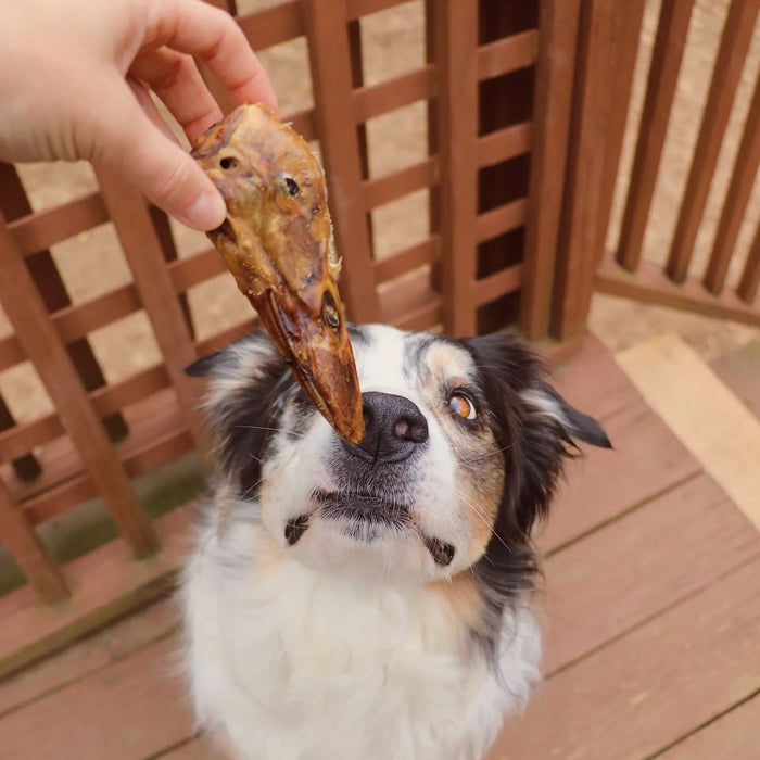 All - Natural Duck Head Dog Chews – High Protein, Single Ingredient, Made in USA - GFFA5 - Duck - 30 ct - 4