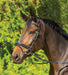 Avignon Aspen Dressage Bridle - SEP26K - Black - Pony - 1