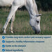 Absorbine BUTE - LESS Inflamation Supplement for Horses - EJB6 - Paste, 3 Doses - 11