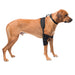 Caldera Pet Therapy Elbow Wrap with Therapy Gel, Large - 014CAL-16005 - Black - 1