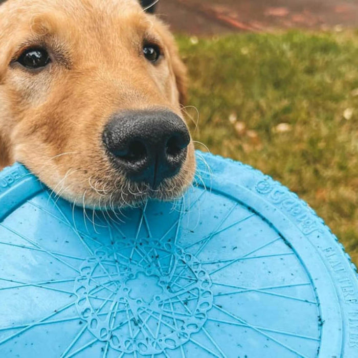 Ecolast Flat Tire Flyer Size Medium