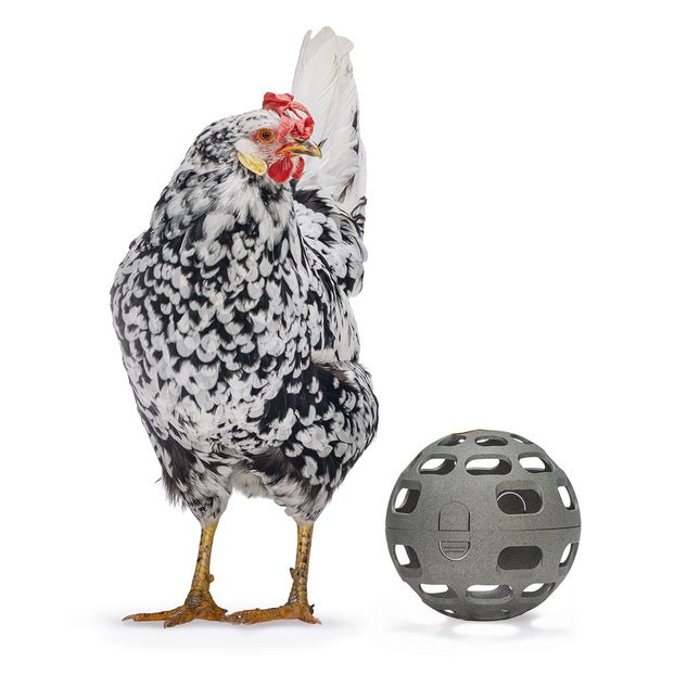 Chicken Snack Ball – 100% Recycled, Foraging & Play Feeder - GAUES - 1