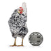 Chicken Snack Ball – 100% Recycled, Foraging & Play Feeder - GAUES - 1