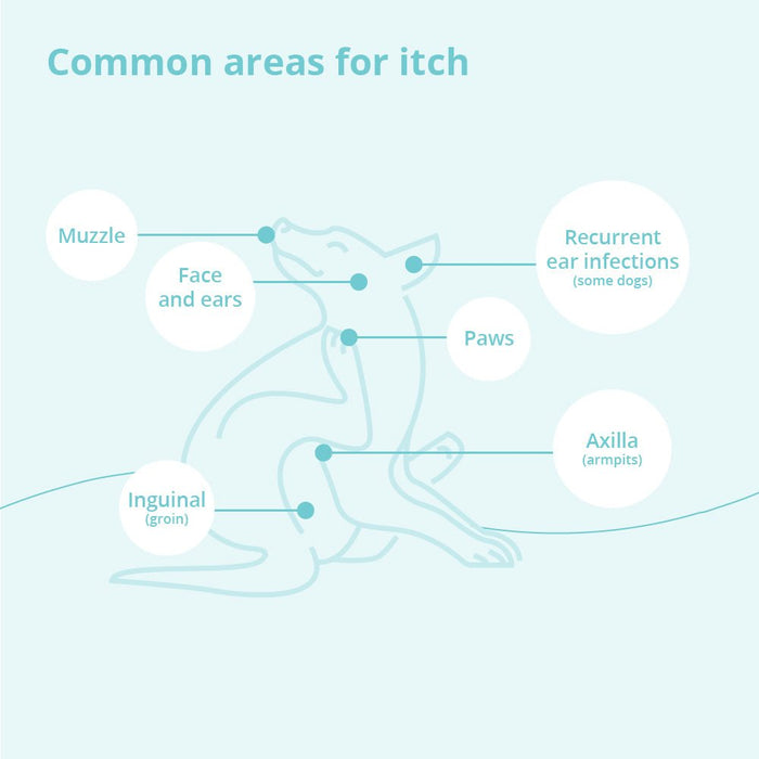 DermaBenSs Medicated Antimicrobial Shampoo for Dogs, Cats & Horses - 013DP-24012 - 1 Gallon - 6