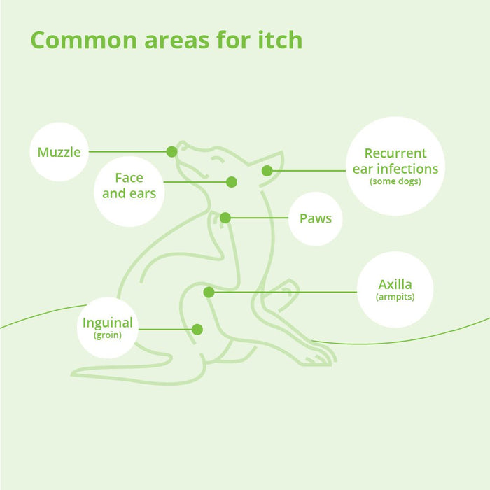 DermAllay Oatmeal Shampoo for Dogs, Cats & Horses - 013DP-0017 - Gallon - 13