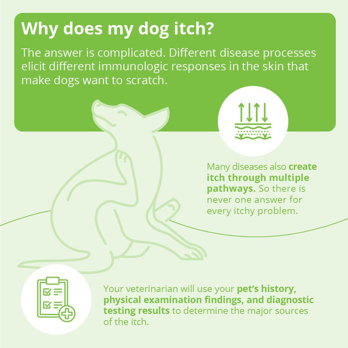 DermAllay Oatmeal Shampoo for Dogs, Cats & Horses - 013DP-0057 - 12 oz - 8