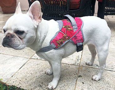 Doggy Tales Patented Realtree Hart Harness, Paradise Pink - DT23T - 60" - 4