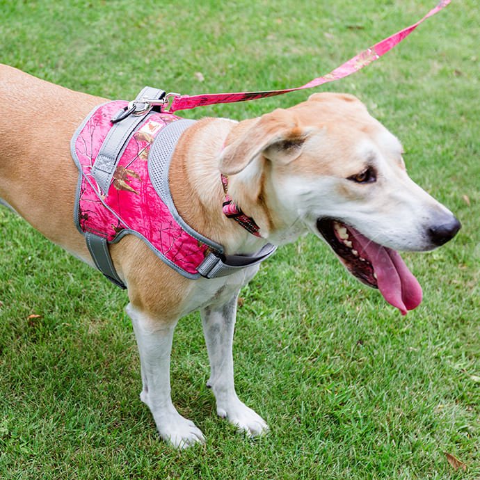 Doggy Tales Patented Realtree Hart Harness, Paradise Pink - DT23T - 60" - 3