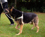 DUPLICATE - WEBDT22V - Doggy Tales Realtree Step In V Harness, Edge - DT22V-DUPE - Small - 2