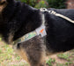 DUPLICATE - WEBDT22V - Doggy Tales Realtree Step In V Harness, Edge - DT22V-DUPE - Small - 3