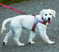DUPLICATE - WEBDT22D - Doggy Tales Realtree Step In V Harness, Paradise Pink - DT22H-DUPE - Large - 3