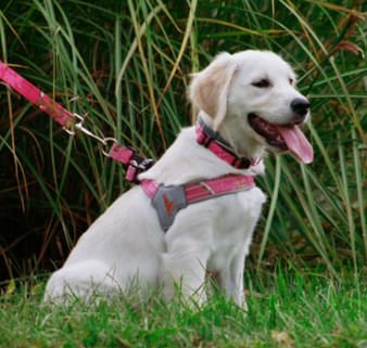 DUPLICATE - WEBDT22D - Doggy Tales Realtree Step In V Harness, Paradise Pink - DT22H-DUPE - Large - 2