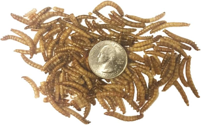 Dried Mealworms for Wild Birds, Chickens, Fish, & Reptiles - NC22 - 1 lbs - 6