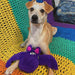 Duraplush Purple Bat Dog Toy, Medium - CD2D - Medium - 1 ct - 2
