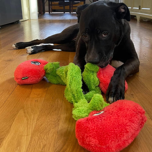 Duraplush Springy Tomatoes Vine Dog Toy, Medium - CD2BK - Medium - 1 ct - 2