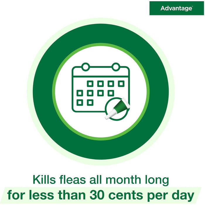 Advantage for Large Cats  2pk  