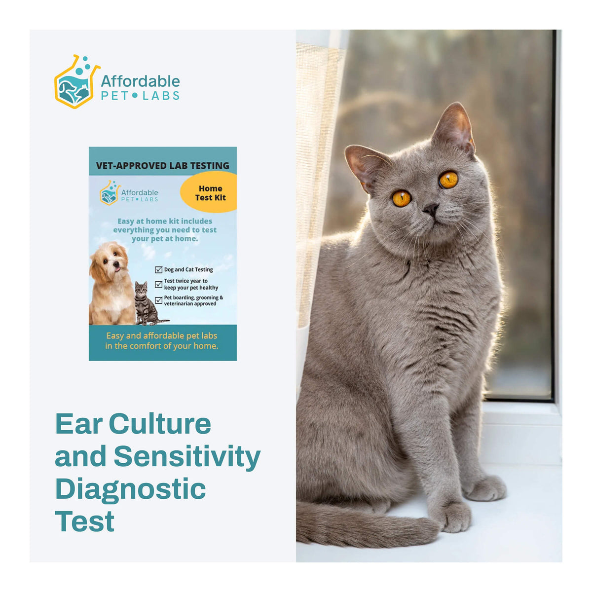 Ear Culture and Sensitivity Diagnostic Test For Cats, Home Kit — Pet ...