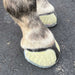 EasyShoe One Horse Boot, Pair - LKAB7 - 110 - 8