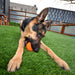 Ecolast High Roller Rubber Dog Toy - CD2CA - Medium - Blue - 1 ct - 7